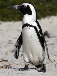 Jackass_penguin_200b