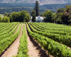 South_Africa_Vienyard