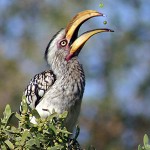Southern yellow-billed hornbill, Kruger