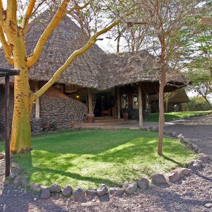 IMG_1551_Tortilis_front