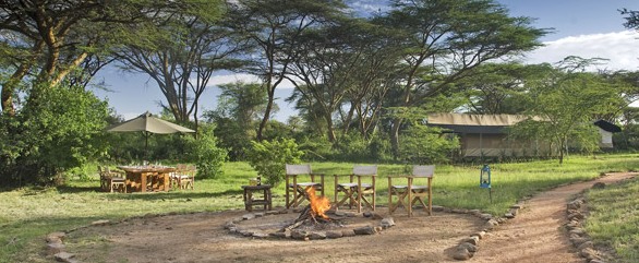 Porini Mara Camp under gulbarkiga feberträd (acacia xanthophloea)