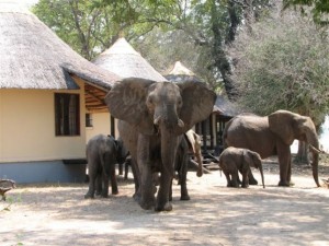 Elefanter på besök i Nsefu Camp