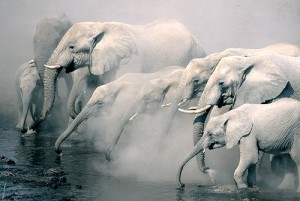 Elefanter i Etosha National Park