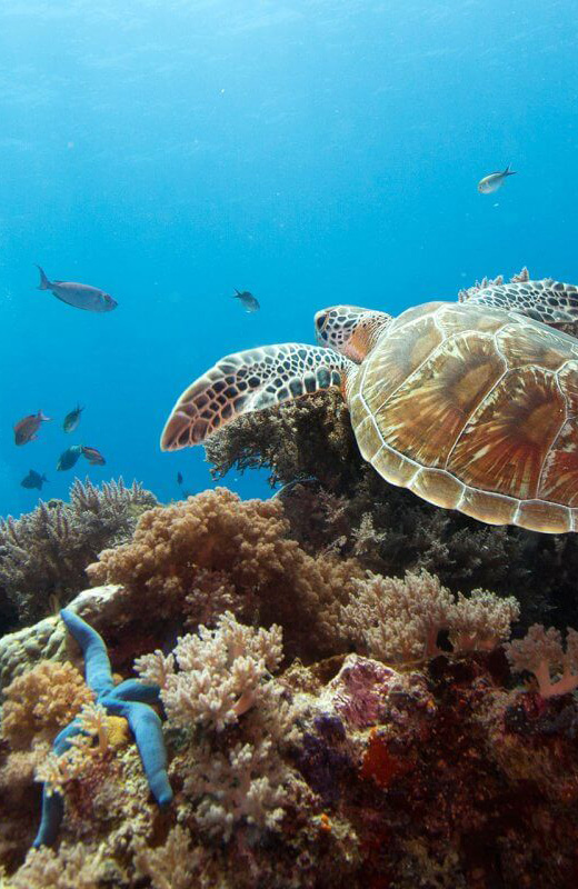 turtle-zanzibar