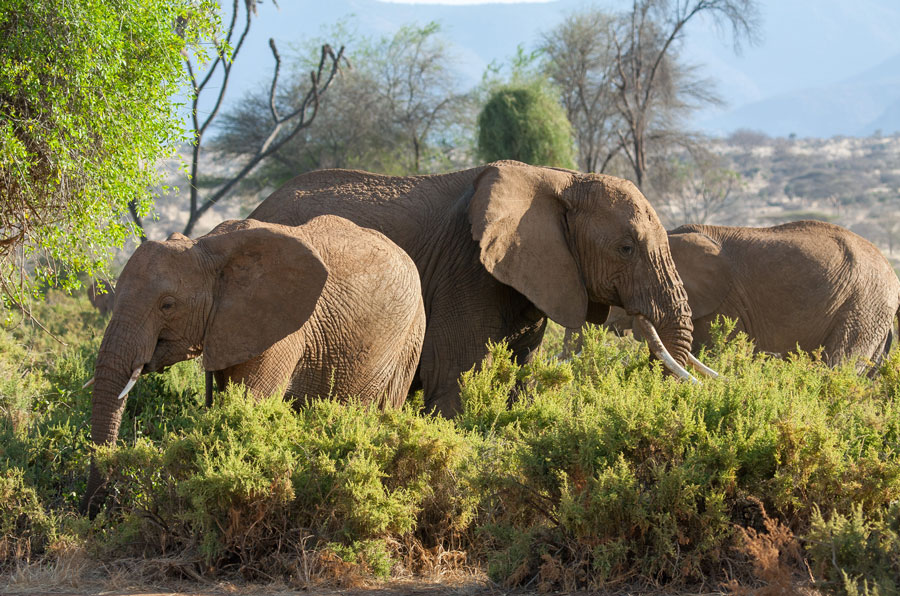 ELEPHANT_BEDROOMS_IMG_4213_ELEPHANTS_SAMBURU