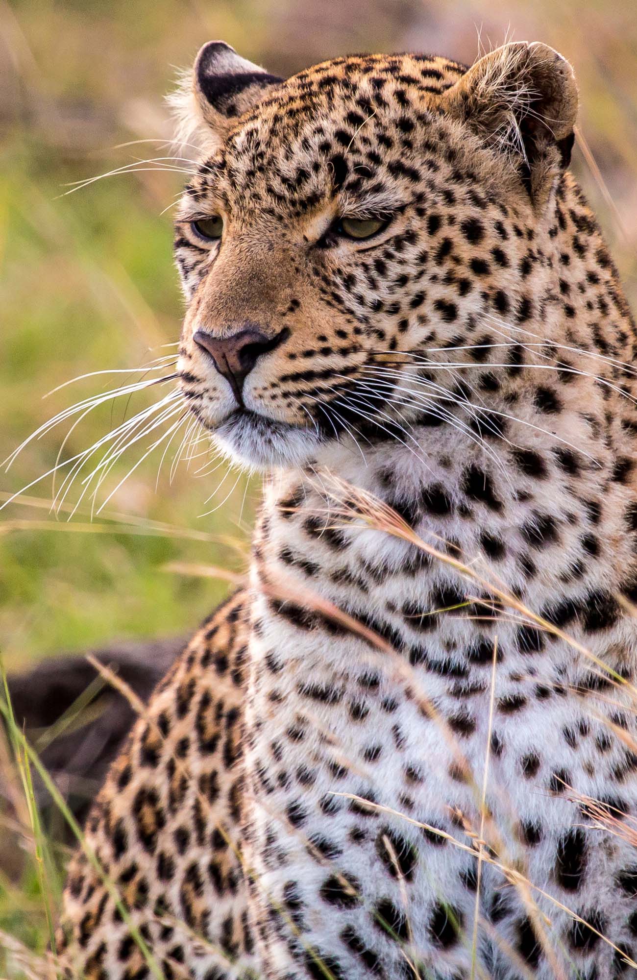 IMG_6630_LEOPARD_COMPR