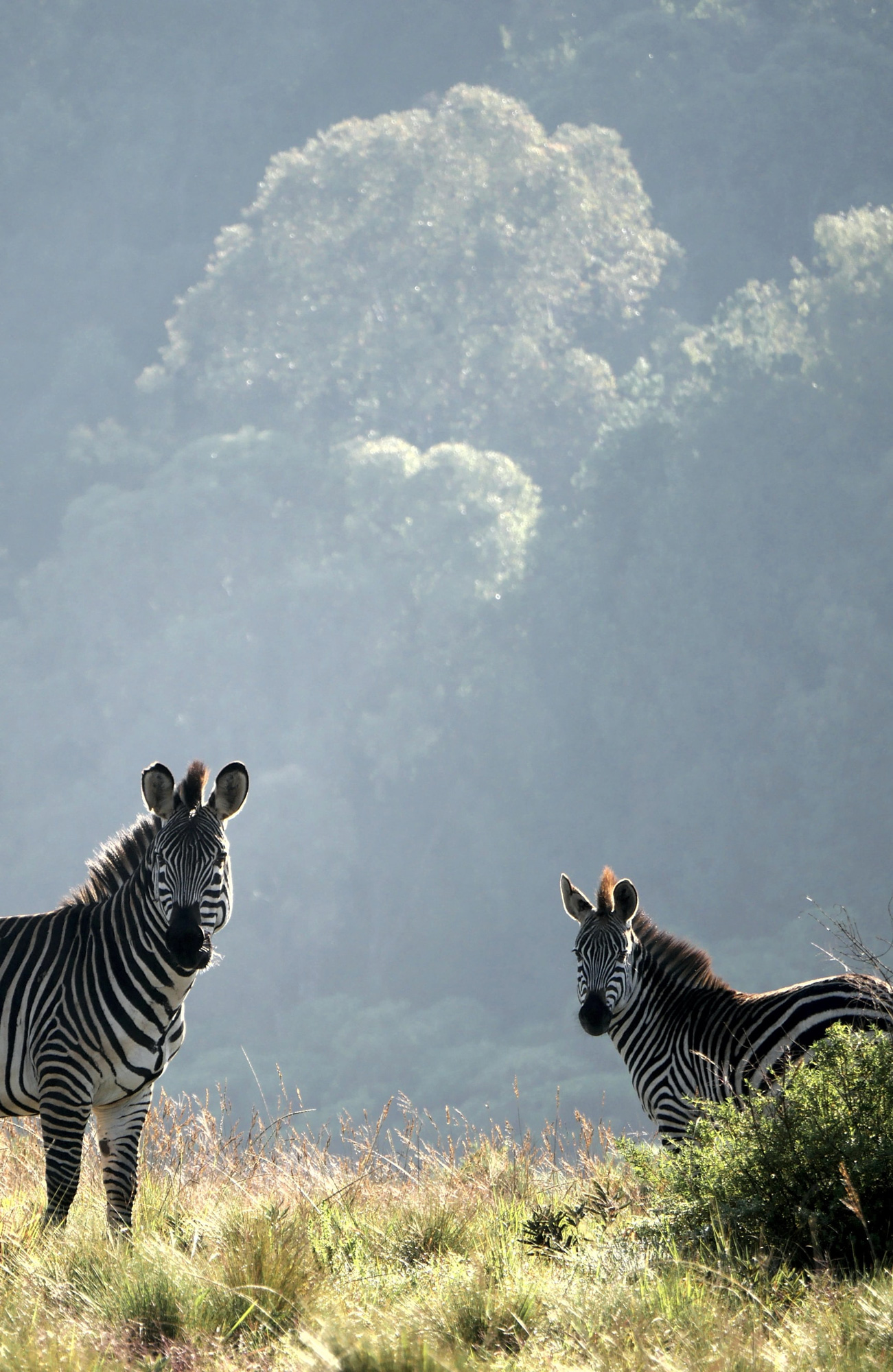 ZEBRAS_MALAWI