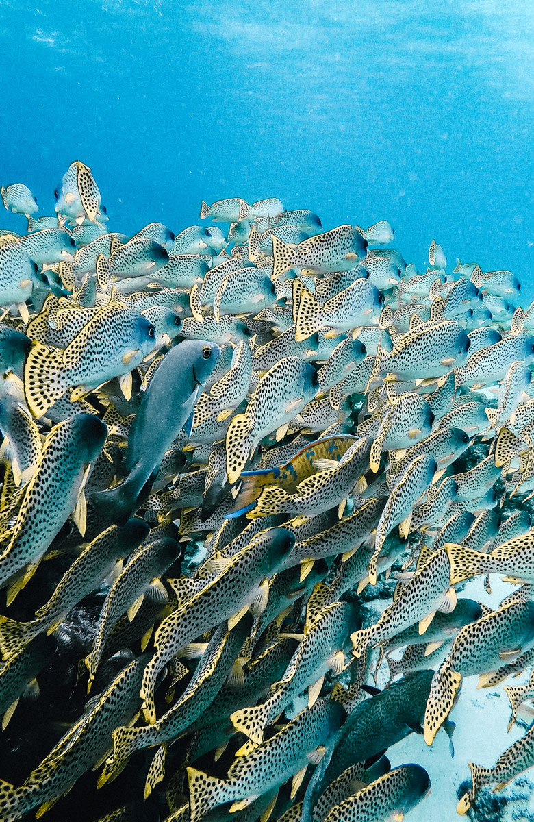 MOZ_BAZ_Fish-and-coral