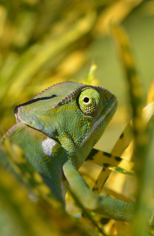 MOZ_ISLAND_CHAMELEON_DSC_8876